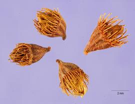   Fruits:   Agrimonia eupatoria ; Photo by T. Slotta, USDA-NRCS Plants Database
